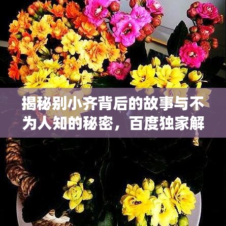 揭秘別小齊背后的故事與不為人知的秘密，百度獨(dú)家解析