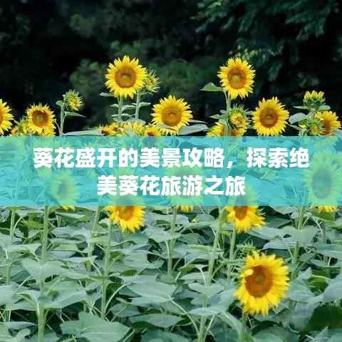 葵花盛開的美景攻略，探索絕美葵花旅游之旅