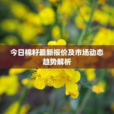 今日棉籽最新報(bào)價(jià)及市場動(dòng)態(tài)趨勢解析