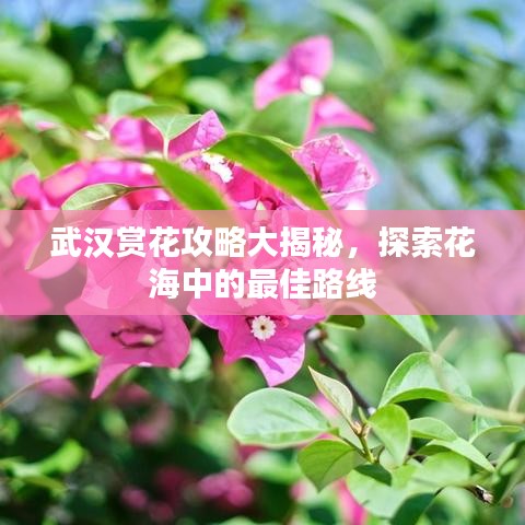 武漢賞花攻略大揭秘，探索花海中的最佳路線