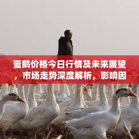 蛋鵝價格今日行情及未來展望，市場走勢深度解析，影響因素揭秘！