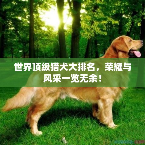 世界頂級(jí)獵犬大排名，榮耀與風(fēng)采一覽無(wú)余！