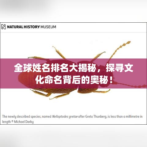 全球姓名排名大揭秘，探尋文化命名背后的奧秘！