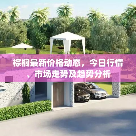 棕櫚最新價格動態(tài)，今日行情、市場走勢及趨勢分析
