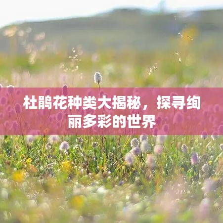杜鵑花種類(lèi)大揭秘，探尋絢麗多彩的世界