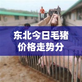 東北今日毛豬價格走勢分析，最新行情揭秘