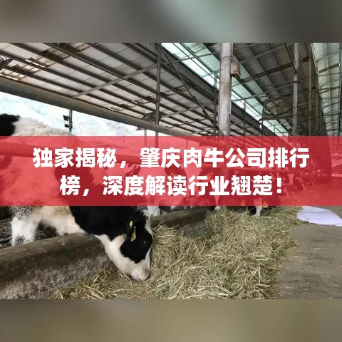 獨家揭秘，肇慶肉牛公司排行榜，深度解讀行業(yè)翹楚！
