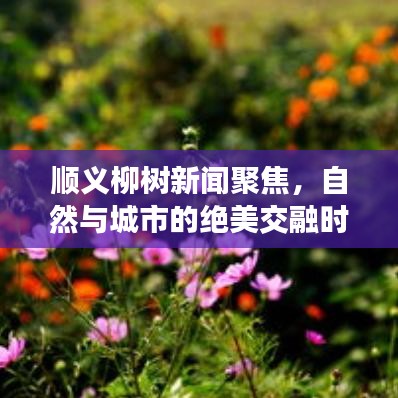 順義柳樹新聞聚焦，自然與城市的絕美交融時刻