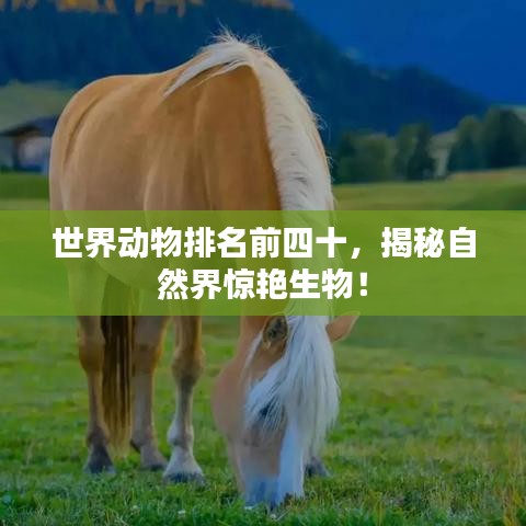 世界動物排名前四十，揭秘自然界驚艷生物！