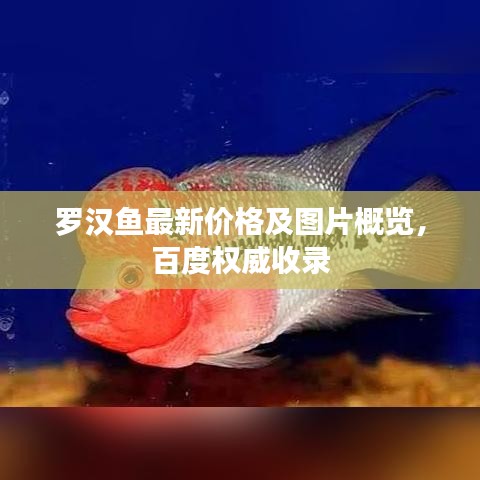 羅漢魚(yú)最新價(jià)格及圖片概覽，百度權(quán)威收錄