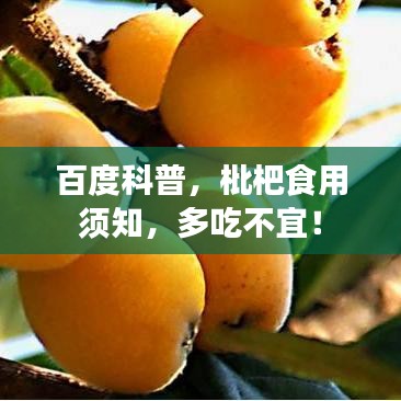 百度科普，枇杷食用須知，多吃不宜！