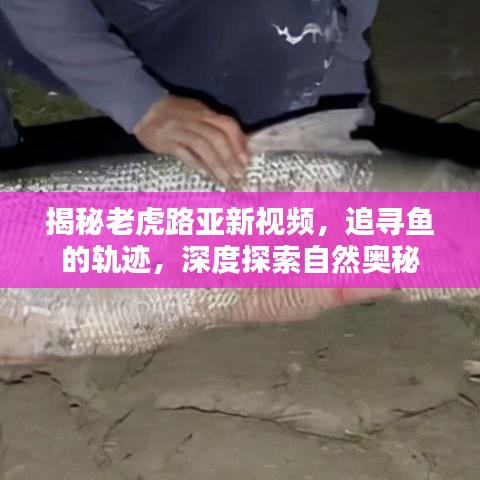 揭秘老虎路亞新視頻，追尋魚的軌跡，深度探索自然奧秘