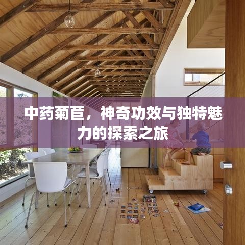 中藥菊苣，神奇功效與獨(dú)特魅力的探索之旅