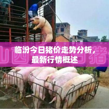 臨汾今日豬價走勢分析，最新行情概述