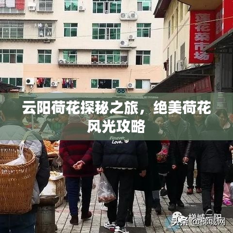 云陽荷花探秘之旅，絕美荷花風光攻略