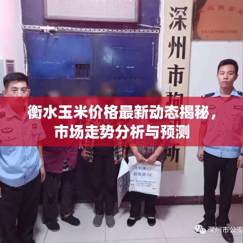 衡水玉米價格最新動態(tài)揭秘，市場走勢分析與預測