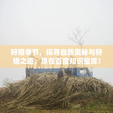 狩獵季節(jié)，探尋自然奧秘與狩獵之道，盡在百度知識寶庫！