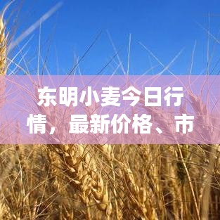東明小麥今日行情，最新價格、市場走勢及影響因素深度解析