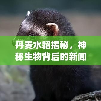 丹麥水貂揭秘，神秘生物背后的新聞?lì)^條故事