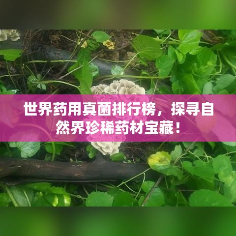 世界藥用真菌排行榜，探尋自然界珍稀藥材寶藏！