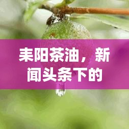 耒陽(yáng)茶油，新聞?lì)^條下的綠色明珠