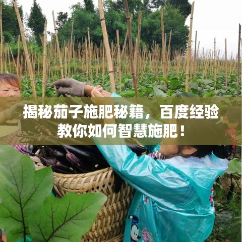 揭秘茄子施肥秘籍，百度經(jīng)驗教你如何智慧施肥！