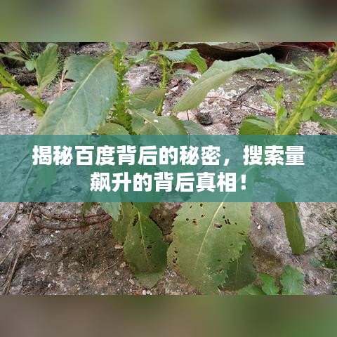 揭秘百度背后的秘密，搜索量飆升的背后真相！