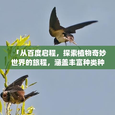「從百度啟程，探索植物奇妙世界的旅程，涵蓋豐富種類種類」