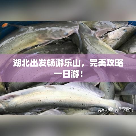 湖北出發(fā)暢游樂山，完美攻略一日游！