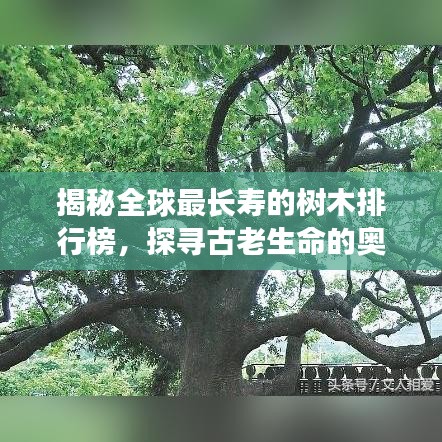揭秘全球最長壽的樹木排行榜，探尋古老生命的奧秘傳奇！