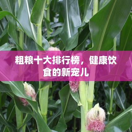 粗糧十大排行榜，健康飲食的新寵兒