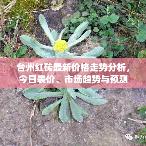 臺州紅磚最新價格走勢分析，今日表價、市場趨勢與預(yù)測