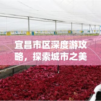 宜昌市區(qū)深度游攻略，探索城市之美