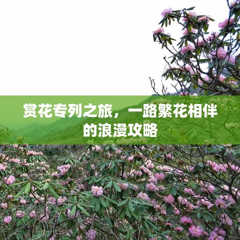 賞花專列之旅，一路繁花相伴的浪漫攻略