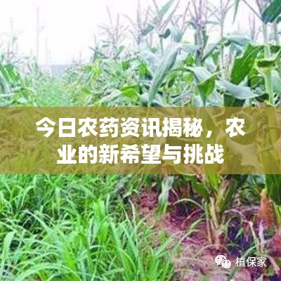 今日農(nóng)藥資訊揭秘，農(nóng)業(yè)的新希望與挑戰(zhàn)