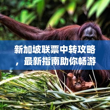 新加坡聯(lián)票中轉(zhuǎn)攻略，最新指南助你暢游無阻！