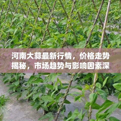 河南大蒜最新行情，價格走勢揭秘，市場趨勢與影響因素深度剖析