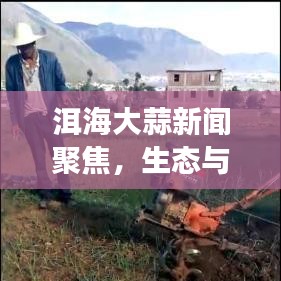 洱海大蒜新聞聚焦，生態(tài)與農(nóng)業(yè)發(fā)展的交匯熱點(diǎn)