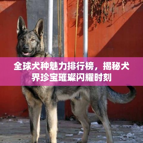 全球犬種魅力排行榜，揭秘犬界珍寶璀璨閃耀時(shí)刻